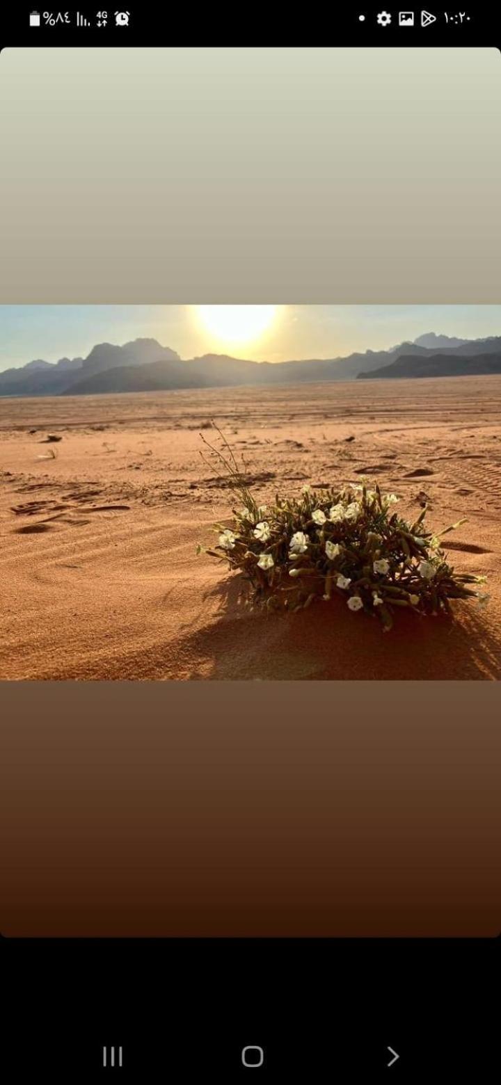 Omar Ghazi Camp Hotel Wadi Rum Exterior photo